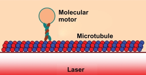 Figure 2 Schematic of microtubule and optical waveguide position in the axon.
