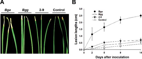 Figure 8. Symptom development on onion leaves inoculated with B. gladioli pv. alliicoli (Bga), B. gladioli pv. gladioli (Bgg) and isolate 2-9. Onion leaves (A) and lesion length measurements (B) of bacteria-inoculated plants over 14 days.