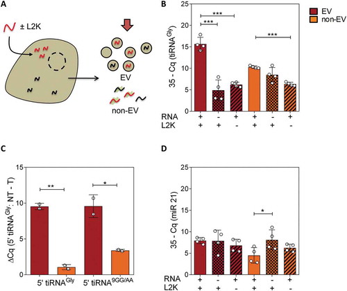 Figure 2. Transfected RNAs are secreted in extracellular vesicles. (A) Schematic representation of a cell being transfected with synthetic RNAs (red). Ultracentrifugation at 100,000 x g was performed at 6 hours post-transfection to separate EV and non-EV fractions, which were concentrated to the same volume and analysed by SL-RT-qPCR. (B) qPCR results in EV (red) and non-EV (orange) fractions, in transfected, NT and – L2K cells (from left to right). (C) Difference between Cq values of not transfected (NT) vs transfected cells, in both extracellular fractions. A mutated version of glycine tRNA halves (called 5ʹ tiRNA9GG/AA) was also tested. Primers were changed accordingly. (D) Same as (B), but assaying miR-21-5p