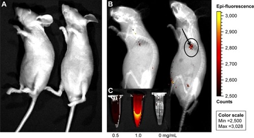 Figure 8 In vivo PL imaging of the mice after subcutaneous injection (A) without and (B) with Eu3+/Gd3+-HAp (Eu3+:Gd3+ =1:2) nanorods. (C) PL emission images of Eu3+/Gd3+-HAp nanorods at different concentrations. The excitation wavelength was 430 nm. Reprinted from Chen F, Huang P, Zhu YJ, Wu J, Zhang CL, Cui DX. The photolu minescence, drug delivery and imaging properties of multifunctional Eu3+/Gd3+ dual-doped hydroxyapatite nanorods. Biomaterials. 2011;32(34):9031–9039. Copyright 2011 with permission from Elsevier.Citation102Abbreviations: PL, photoluminescence; HAp, hydroxyapatite.