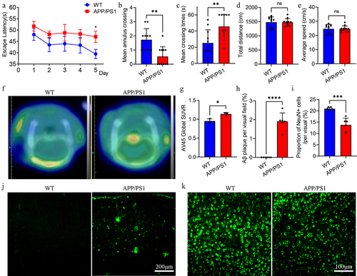 Figure 2. Cognitive level and neuropathology in APP/PS1 and WT mice.