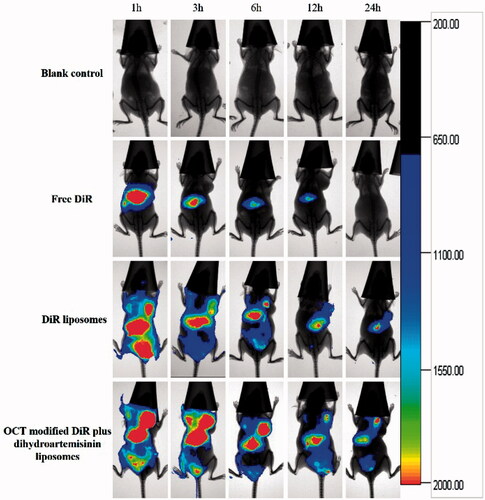 Figure 7. In vivo real-time imaging observation after intravenous administration of varying formulations.