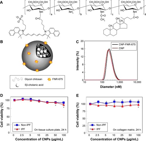 Figure 1 Physicochemical and biological properties of the glycol chitosan nanoparticles (CNPs). (A) Chemical structure of FNR675-GC-5β-cholanic acid conjugates as a component of CNPs. (B) Schematic illustration of self-assembled CNPs, which comprise a hydrophobic core of 5β-cholanic acid and the surface of hydrophilic GC polymers. (C) Size distribution plot of CNPs dispersed in sterile PBS. (D) Changes in cell viability measured using cell titer blue solution after the treatment with CNPs (0–100 µg/mL, 24 h) on the plate in the absence of collagen matrix, and (E) presence of collagen matrix (*P<0.05). Non-IPF, lung fibroblasts from the patients without idiopathic pulmonary fibrosis; IPF, lung fibroblasts from idiopathic pulmonary fibrosis patients.Abbreviations: CNPs, glycol chitosan nanoparticles; IPF, idiopathic pulmonary fibrosis.