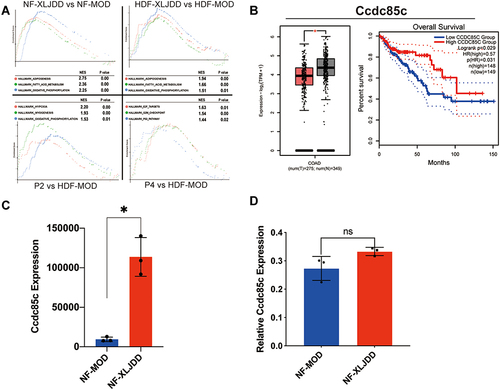 Figure 5 Ccdc85c may be an effective target for XLJDD. (A) Gene set enrichment analysis showed enrichment pathways between the two groups. (B) The expression levels of Ccdc85c and Kaplan-Meier survival analysis from TCGA data. (C) The expression of Ccdc85c in our results of proteomics sequencing. (D) The expression results of Ccdc85c measured by qPCR. *P<0.05, ns, not significant.