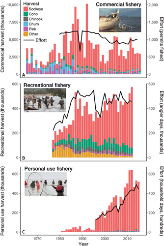 Figure 9. Trends in harvest and effort in the (A) commercial gill-net, (B) recreational hook-and-line, and (C) personal-use dip-net and gill-net fisheries on the northern Kenai Peninsula. Commercial fisheries harvest more salmon than the other fisheries combined (note different y-axis scales), but the sport and personal-use fisheries have grown substantially. Commercial harvest includes central district drift gill-net and east-side set gill-net fisheries. “Other” harvest includes Rainbow Trout Oncorhynchus mykiss, Dolly Varden Salvelinus malma, Arctic Grayling Thymallus arcticus, and Northern Pike Esox lucius. Sources: Alaska Department of Fish and Game and Alaska Commercial Fisheries Entry Commission. Photo credits (top to bottom): Madeline Jovanovich, Ron Neibrugge (via Creative Commons), jodyo.photos.