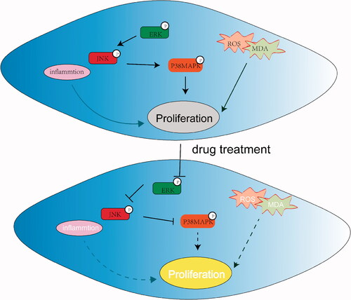 Figure 9. Graphical abstract of how XMA and SIL reduced pulmonary hypertension via the MAPK signalling pathway.