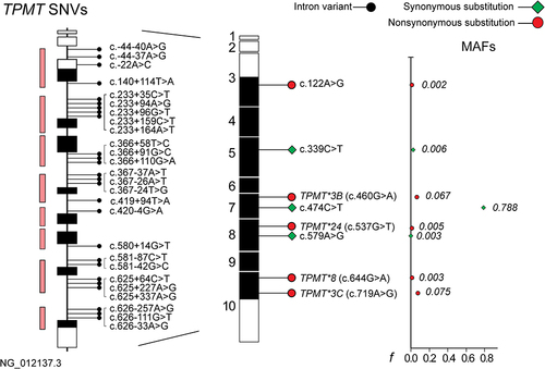 Figure 1 Schematic representation of the 8 amplified regions and the genetic variants found in the TPMT gene. The schematic displays the exonic regions (black and white boxes) and intronic regions of the TPMT gene. Intronic variants are indicated in the schematic to the left of the figure, while variants in the coding region are indicated in the central schematic. The minor allele frequencies (MAFs) of coding region variants are presented in the scatter graph.