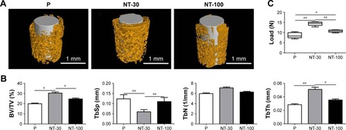 Figure 3 The effects of Ti with different topographies on osseointegration in vivo.Notes: The Ti implants with different nanotopographies were inserted in the femurs of normal mice and allowed to heal for 3 weeks. (A) Micro-computed tomography analysis of osseointegration around the implants with different topographies. (B) Analysis of the ratio of BV/TV, TbTh, TbN, and TbSp in the region of interest. (C) Analysis of push-in resistance in different groups. Means were compared with one-way analysis of variance combined with Bonferroni’s post-hoc test. *p<0.05; **p<0.01.Abbreviations: BV/TV, bone volume to total volume; P, polished specimen; NT-30, titanium nanotube anodized under 5 V; NT-100, titanium nanotube anodized under 20 V; Ti, titanium; TbTh, trabecular thickness; TbN, trabecular numbers; TbSp, trabecular separation.