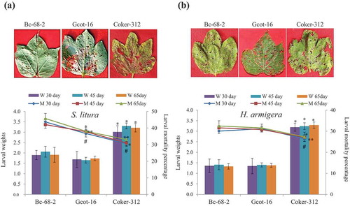 Figure 1. Insect tolerance in cultivated cotton varieties against chewing pests. Upper panel showed detached leaf insect bioassay against post 7 days of feeding chewing insects S. litura (a) and H. armigera (b) on Bc-68-2, Gcot-16 and Coker-312 varieties at 30 days old leaf. Lower panel showed mortality percentage (Line graph) and weight reduction (Bar graph) of S. litura and H. armigera (s) feeding on Bc-68-2, Gcot-16 and Coker-312 varieties at different growth stages of plants (30, 45 and 65 days). Mean ± SE of the three repeated experiments on each of 30, 45 and 65 days old plants. The significant differences for larval mortality percentage with respect to Bc-68-2, P < 0.05, *for 30 days, **for 45 days, # for 65 days. The significant differences for weight reduction with respect to Bc-68-2, * = P < 0.05.