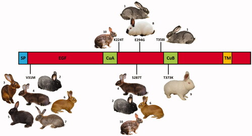 Figure 1. Schematic representation of the rabbit tyrosinase protein domains (SP: signal peptide; EGF: epidermal growth factor-like domain; CuA, CuB: copper binding; TM: transmembrane domain) with reported the amino acid substitutions identified in this study with the rabbit breeds and population that carried the indicated variants: (1) Giant Chinchilla, (2) Silver, (3) Belgian Hare, (4) Leprino di Viterbo, (5) Havana, (6) Burgundy Fawn, (7) Giant Grey, (8) Californian, (9) New Zealand White, (10) Wild rabbit from Sardinia.