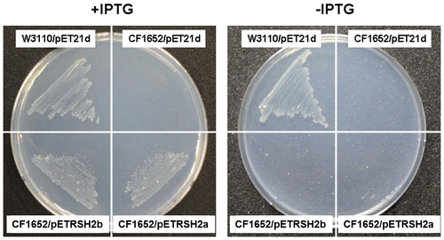 Fig. 4. Complementation analysis of PpRSH2a and PpRSH2b in E. coli.Notes: E. coli strains, CF1652 (λDE3, relA), W3110 (λDE3, wild-type), were transformed with pETRSH2a (encoding PpRSH2a), pETRSH2b (encoding PpRSH2b), or the empty vector (pET21d). Each transformed mutant was incubated on SMG agar medium in the presence or absence of 50 μM IPTG at 37 °C for 60 h.