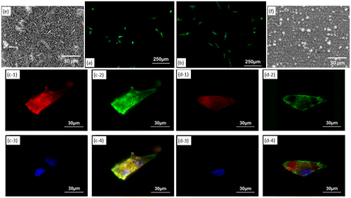 Figure 8. Morphology of MG-63 cells on (a) OCP- and (b) HAp-AZ31 at day 1. Focal contact formation of MG-63 cell on (c) OCP- and (d) HAp-AZ31. (c-1, d-1) Anti-paxillin-stained images (focal contact, red), (c-2, d-2) phalloidin-stained images (actin filament, green), (c-3, d-3) DAPI-stained images (nucleus, blue), and (c-4, d-4) composite images of anti-paxillin-, phalloidin- and DAPI-stained images. Surface SEM images of (e) OCP- and (f) HAp-AZ31, with the same magnification as the cell images (c) and (d).