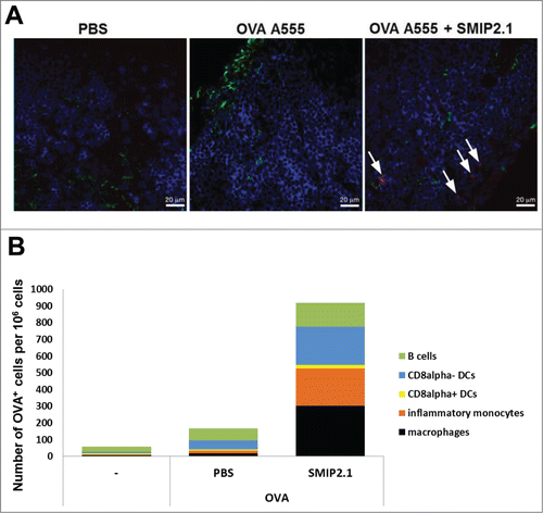 Figure 4. SMIP2.1 increases antigen deposition in the draining LN. (A), C57Bl/6 mice were immunized with PBS or OVA A555 (25 μg/mouse) alone or adjuvanted with SMIP2.1 (100 μg/mouse) and draining LNs were collected 24 h later. 8 μm thick cryosections of draining LNs were stained for CD169 (green) and CD45R (blue) and observed under a confocal microscope. The picture (63x magnification) shows the OVA antigen deposition (red) only in mice immunized with OVA and SMIP2.1. Bar represents 20 μm. (B), Groups of 3 mice were immunized with PBS or OVA A647 (25 μg/mouse) alone or adjuvanted with SMIP2.1 (100 μg/mouse). Draining LNs were collected 24 h later and analyzed in pool by FACS to identify specific cell types and antigen-content. The graph shows the number of OVA A647+ cells per 1 × 106 total cells. The data shown are representative of 2 independent experiments.