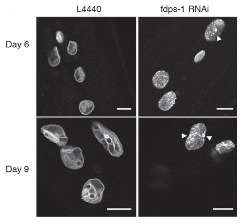 Figure 3 Nuclei retain their round morphology following polyprenyl synthetase downregulation by fdps-1(RNAi). (A) Animals were treated with either the empty vector L4440 (EV) or with fdps-1(RNAi) starting at the young adult stage (day 1). GFP::Ce-lamin was used to view changes in nuclear and nuclear envelope shapes. The fdps-1(RNAi)-treated nuclei showed some lamin aggregations at the nuclear periphery, but no lobulation. Bars = 10 microns.