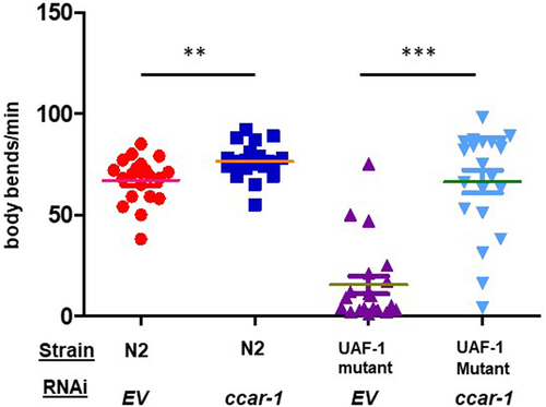 Figure 4. CCAR-1RNAi rescues the motility of UAF-1 mutants. N2 and UAF-1 mutant (MT16492) grown at 25°C, were assessed for motility in a thrashing assay. Body bends per minute were measured for individual worms in an N = 15 for two biological replicates. Based on a Mann-Whitney test, we recorded a p-value of < 0.0057 between N2 EV and N2 ccar-1 RNAi and a p-value of < 0.0001 between UAF-1 mutants (MT16492) EV and UAF-1 mutants (MT16492) ccar-1 RNAi.