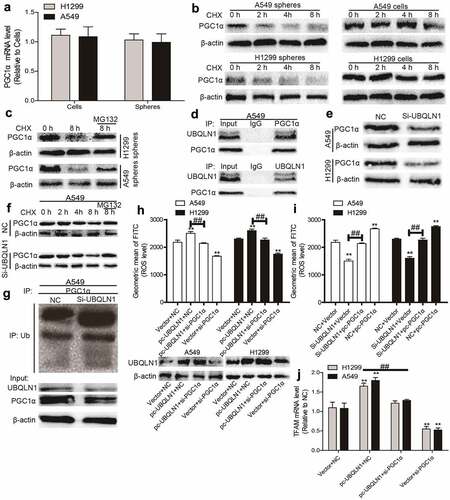 Figure 4. UBQLN1 suppresses PGC1α degradation in NSCLC cells. (a) PGC1α mRNA level was evaluated in NSCLC spheres and cells. (b) PGC1α protein stability was determined in NSCLC spheres and cells. (c) PGC1α protein was measured in NSCLC spheres treated with CHX as well as MG132 or not. (d) Co-IP analysis was performed to test the UBQLN1-PGC1α interaction. (e) PGC1α protein level was examined in NSCLC cells with or without UBQLN1 knockdown. (f) PGC1α protein was measured in A549 cells treated with CHX as well as MG132 or not. (g) PGC1α protein ubquitination level was detected in A549 cells with or without UBQLN1 knockdown. (h) ROS level was measured in NSCLC cells with UBQLN1 overexpression as well as PGC1α knockdown or not. (i) ROS level was examined in NSCLC cells with UBQLN1 knockdown as well as PGC1α overexpression or not. (j) TFAM mRNA level was determined in NSCLC cells with UBQLN1 overexpression as well as PGC1α knockdown or not. n ≥ 3, **P < 0.01 vs. Control, ##P < 0.01 vs. pc-UBQLN1+ NC or Si-UBQLN1+ Vector