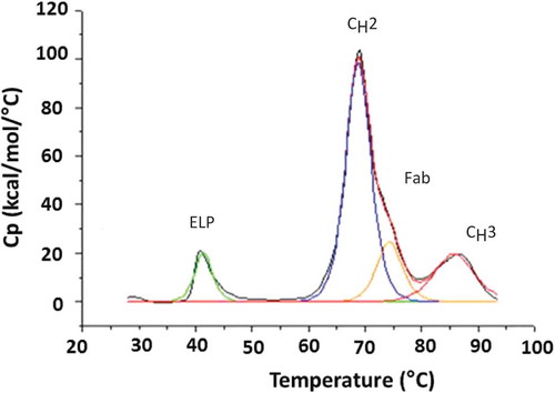 Figure 4. Representative DSC scan for the anti-TNFα-ELP fusion mAb. Analysis was performed on a MicroCal VP-DSC instrument. Samples were diluted to 0.5–1 mg/mL in PBS buffer pH 7.4 and subjected to a temperature ramp from 25°C to 90°C at a rate of 1°C/min. The assignments of CH2, CH3, and Fab domains are based on literature and not confirmed using independently purified domains.