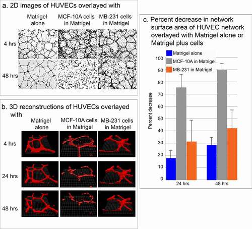 Figure 3. Stability of the HUVEC network in the presence of MB-231 and MCF-10A cells. (a) Low magnification 2D brightfield images of the HUVEC network viewed at 4 and 48 h, overlayed with Matrigel alone, Matrigel containing cells of the nontumorigenic breast epithelial cell line MCF-10A, or Matrigel containing MB-231 cells. (b) J3D-DIAS reconstructions of HUVEC networks at 4, 24 and 48 hrs, alone, overlaid with MCF-10A cells or overlaid with MB-231 cells. (c) Percent decrease of network surface area in the HUVEC network was determined using J3D-DIAS bitmap reconstructions as described in the Methods