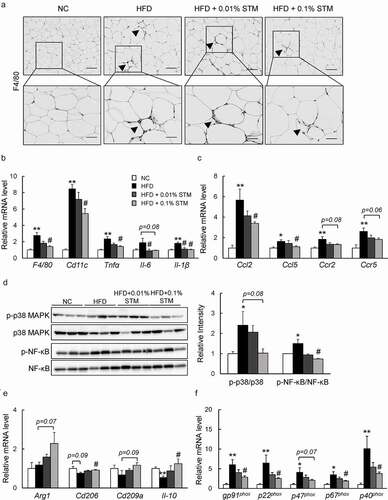 Figure 3. Swertiamarin ameliorates adipose tissue inflammation in HFD-fed mice. (a) Representative F4/80-immunostained eWAT sections. Scale bars = 100 and 50 μm. Arrows indicate crown-like structures. (b) mRNA expression of F4/80 and cytokine genes in eWAT. (c) mRNA expression of chemokine genes in eWAT. (d) Immunoblots of phosphorylated NF-κB p65 (p-NF-κB p65), phosphorylated p38 MAPK (p-p38 MAPK), and their total protein contents in eWAT. (e) mRNA expression of markers for M2 macrophages in eWAT. (f) mRNA expression of NADPH oxidase genes in eWAT. Data are mean ± SEM, n = 5–6. *p < 0.05; **p < 0.01 vs. NC; #p < 0.05; ##p < 0.01 vs. HFD