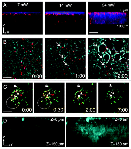 Figure 2. Laser power and detector sensitivity in intravital two-photon microscopy. Anesthetized rats were injected with Hoechst (blue) and Texas red-dextran (red) (A), Texas red–dextran alone (B), Texas Red- and Alexa 488-Dextran (green) (C) or not injected. After 2 h, the salivary glands were exposed and imaged by two-photon microscopy (excitation 750 nm) using a 60x water immersion objective (NA 1.2, Olympus). (A) Salivary glands were imaged by using 3 different laser powers (7 mW, 14mW and 24 mW, as measured at the objective). Dextran was internalized by stromal cells (red) and Hoechst labeled the nuclei (blue). Bar, 50 µm. (B and C) Salivary glands were imaged using two laser powers: 30 mW (B) and 15 mW (C). (B) Excitation of endogenous fluorescence reveals the parenchyma (cyan) whereas stromal cells are highlighted by internalized dextran (red). After 1 min, the tissue shows signs of photodamage (arrows) and around 2 min is completely disrupted (Vid. S1) Bar, 40 µm. (C) Internalized dextrans are localized in two different endosomal populations within stromal cells and exhibit high mobility within the first 30 sec (see area within dotted circles). Endosomal mobility is suddenly stopped after 1–2 min from the beginning of the imaging session (Vid. S2) Note also that photobleaching occurred (right panel). Bar 10 µm. (D) Z-scan of unstained salivary glands by using a conventional multialkali detector (left panel) or GaAS detector (right panel).