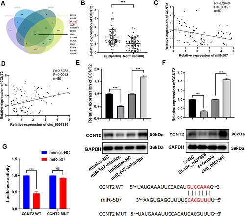 Figure 6 CCNT2 is a direct target of miR-507 in HCC. (A) Overlapped target genes of miR-507 predicted by miRDIP, TargetScan, miRDB and miRTarBase. (B) CCNT2 expression in HCC tissues compared to matched normal tissues (n = 80). (C–D) Spearman correlation analysis of miR-507 with CCNT2, and circ_0007386 with CCNT2 in HCC tissues. (E–F) CCNT2 were tested by Western blot in HCC cells after knockdown or overexpression of mir-507 and circ_0007386. (G) Relative luciferase activity were measured after co-transfection with CCNT2 3′UTR-WT or CCNT2 3′UTR-MUT and miR-507 mimics or mimics NC. Data were all showed as mean ± SD; ns indicated no significance, ***p < 0.001.