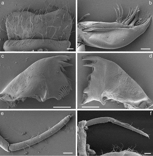 Figure 4. Larvae of Centroptilum volodymyri sp. nov., paratype (a–e) and C. luteolum (Müller, 1776) (f). (a) Labrum; (b) galea-lacinia; (c, d) mandibles, left (c) and right (d); (e, f) maxillary palp. Scale bars: a, b, e, f = 30 μm; c, d = 100 μm.