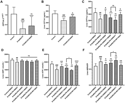 Figure 7 The effect of SNRS on energy metabolism in liver cells of ALF mice. (A) CPT1A mRNA expression; (B) Liver tissue CPT1A in 3 groups was detected by ELISA; (C) Liver tissue CPT1A in 6 groups was detected by ELISA; (D) ADP level in the liver of mice; (E) ATP level in the liver of mice; (F) ADP/ATP ratio in the liver of mice. #Model group compared with control group, #P<0.05, ##P<0.01, ###P<0.001. *Compared to model group, *P<0.05, **P<0.01, ***P<0.001. ΔGW6471 group compared with GW6471+SNRS group, ΔP<0.05.