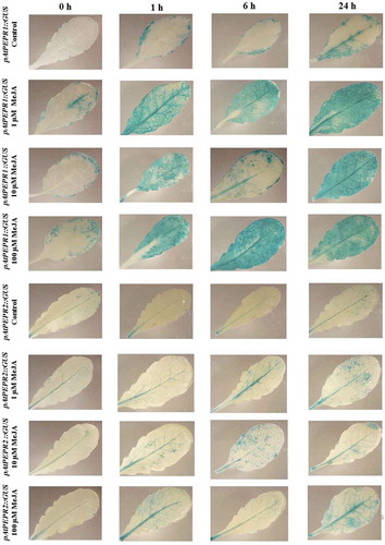 Figure 2. Patterns of GUS staining in seedlings of Arabidopsis carrying pAtPEPR1::GUS and pAtPEPR2::GUS reporter constructs, treated with Methyl Jasmonate (MeJA). 0 h: 0 time point; 1 h: one hour after treatment; 6 h: six hours after treatment; 24 h: 24 hours after treatment.