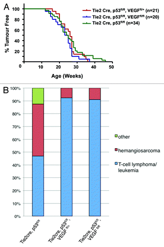 Figure 2. Simultaneous deletion of VEGF and p53 in the hematopoietic/endothelial lineage reduces hemangiosarcoma incidence. (A) Kaplan–Meier tumor-free survival curve for Tie2-Cre, p53fl/+, VEGFfl/fl; Tie2-Cre, p53fl/fl, VEGFfl/+, and Tie2-Cre, p53fl/fl, VEGFfl/fl mice. (B) Bar chart comparing tumor spectrum before and after VEGF deletion. Decrease in hemangiosarcoma development is observed in Tie2-Cre, p53fl/fl, VEGFfl/+ mice (n = 12; P ≤ 0.005) and Tie2-Cre, p53fl/fl, VEGFfl/fl mice (n = 11; P ≤ 0.005) vs. Tie2-Cre, p53fl/fl mice (n = 21).
