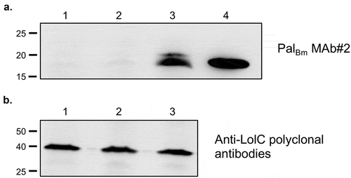 Figure 1. Western blot analysis of B. mallei WT and recombinant strains. Whole cell lysates were prepared from WT B. mallei ATCC 23344 bacteria (lane 1) and the pal KO mutant strain carrying the plasmids pBHR1∆Dra (lane 2) and pPalBm (lane 3) and analyzed by Western blotting with the monoclonal antibody PalBm MAb#2 (panel A) and polyclonal antibodies against the LolC protein (panel B, used as loading control to demonstrate that equivalent amounts of proteins were analyzed). Molecular mass markers are shown to the left in kilodaltons. Lane 4 in panel A corresponds to 5 ug of purified of His-tagged PalBm protein (used as positive control to demonstrate reactivity and specificity of PalBm MAb#2).