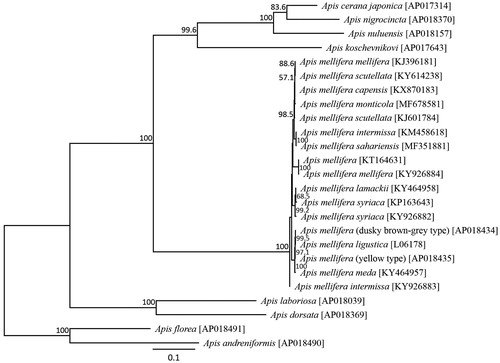 Figure 1. Inferred phylogenetic relationships of the genus Apis (Hymenoptera) using mitochondrial sequences from 13 protein-coding genes under the maximum likelihood criterion. Numbers at the nodes indicate bootstrap support (1,000 replicates). A. florea, A. andreniformis, A. dorsata, A. laboriosa, A. cerana, A. nigrocincta, and A. koschevnikovi (Takahashi et al. Citation2016, Citation2017a, Citation2017b, Citation2017c, Citation2017d, Citation2018; Wakamiya et al. Citation2017) were used as an outgroup. The alphanumeric terms in the parentheses indicate the GenBank accession numbers.