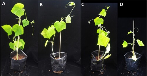 Figure 1. Cucumber plants after 30 days post-inoculation (dpi). (A) –F/–T (seeds soaked in sterile distilled water, sown into uninfested soil), (B) –F/+T (uninoculated seeds sown into T. asperellum B1902 infested soil), (C) +F/+T (uninoculated seeds sown into T. asperellum B1902 infested soil) and (D) +F/–T (seeds inoculated with F. solani M1799C sown into uninfested soil).