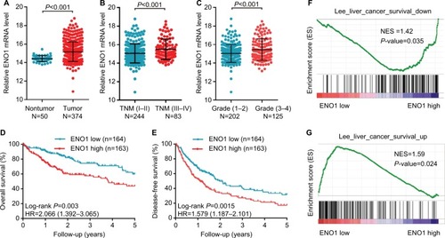 Figure 1 ENO1 mRNA was overexpressed in HCC tissues and negatively correlated with survival in TCGA cohort.Notes: (A) ENO1 mRNA expression in normal tissues and HCC tissues. (B and C) Expression of ENO1 mRNA in patients with different TNM stages and pathological grades. Kaplan–Meier estimation of OS (D) and DFS (E) of HCC patients stratified by ENO1 expression. GSEA results showing the correlation between ENO1 expression and the genes associated with poor survival (F) and improved survival (G) in HCC patients.Abbreviations: DFS, disease-free survival; ENO1, enolase-1; GSEA, gene set enrichment analysis; HCC, hepatocellular carcinoma; NES, normalized enrichment score; OS, overall survival.