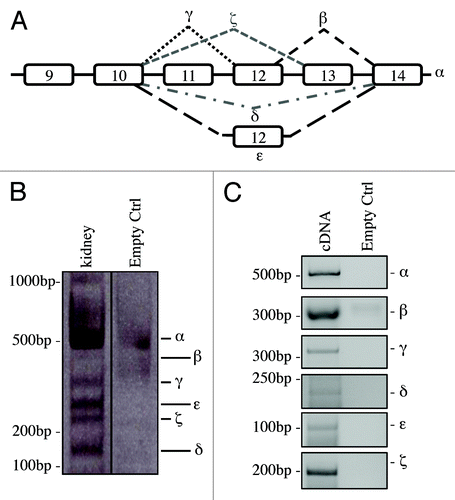 Figure 1. C-terminal isoforms of p73. (A) Schematic representation of splicing of human C-terminal p73. (B) RNA from kidney of adult mouse was reversed transcribed and cDNA was amplified by PCR. Product was run on 10% acrylamide gel. All the isoforms identified in human were detected and distinguished for different nucleotide length. (C) cDNA derived from an adult mouse was also amplified using isoforms-specific primers for each specific splicing variants. PCR products were run on agarose gel. All experiments have been repeated at least three times. Ctrl, control (DNase RNase-free H2O).
