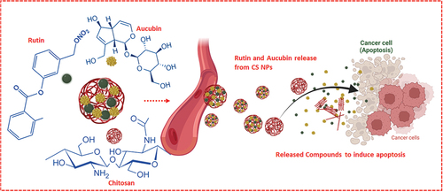 Scheme 1. The schematic representation of the present investigation established that Rutin-Aucubin loaded Chitosan NPs inducing sustained drug release and apoptosis of cancer cells.