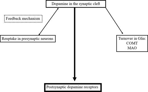 Figure 2 Simplified schematic drawing of consumption- and regulation mechanisms of dopamine in the synaptic cleft.
