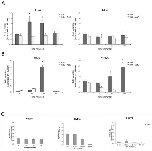 Figure 1. De novo transcription of hras mRNA in reactive astrocytes is redox-sensitive. Relative mRNA expression levels by qPCR of hras and kras (A), iNOS and c-myc (B) genes in primary neocortical astrocytes challenged with 500 μM H2O2 for 30, 60 or 120 min in complete medium and in the presence or in the absence of Act D (10 μg/ml) pre-treatment. (C) qPCR analysis of astrocytic hras, kras, iNOS, c-myc treated with Act D alone as control (10 μg/ml; for 30, 60, 120 min). The mRNA levels are normalized to 18S RNA levels and the graph is plotted relative to untreated/growing value. Statistical analysis derived from four experiments in duplicate (n ≥ 8; mean ± SD); *P < 0.01 (matched pairs t-test) compared to untreated sample. See Supplementary Figure S1–S7 for statistical analysis raw data.