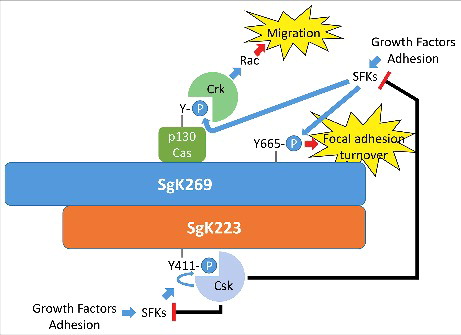 Figure 2. A potential role for SgK269/SgK223 heterotypic association in regulation of focal adhesion dynamics. Both SgK269 and SgK223 localize to focal adhesions, and SgK269 is known to associate with specific focal adhesion components. SgK269 also regulates focal adhesion turnover in a manner dependent on dynamic phosphorylation of Y665. Heterotypic association of SgK269 with SgK223, which recruits Csk, provides a potential mechanism for dynamic regulation of Src family kinases and hence focal adhesion turnover.