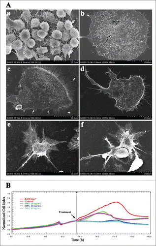 Figure 2. Retraction of adhesive structures in OCs induced by OPG. (A) OPG-induced adhesive region detachment in OC examined by SEM. OCs were cultured on glass coverslips with (c-f) or without (a, b) collagen-I treatment. Various concentrations of OPG (0 (b, c), 20 (d), 40 (e) and 80 (f) ng/mL) were added for 24 h. White arrows indicate lamellipodia; white arrowheads indicate filopodia. (B) Dynamic monitoring of OCs treated with OPG using impedance technology. Cell index (CI) values were normalized to the time point of administration. Black arrow: OPG addition. Representative data are averaged from 3 wells. All experiments were repeated at least 3 times.