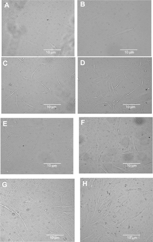 Figure 7 Photomicrographs of human skin fibroblasts after growing for 1 day and 7 days, respectively, with treatments of PVA (A, B), COS (C, D), FSCP (E, F), and FSCP/COS (G, H).Abbreviations: COS, chito-oligosaccharides; FSCP, fish scale collagen peptides; NFM, nanofibrous membranes; PVA, polyvinyl alcohol.