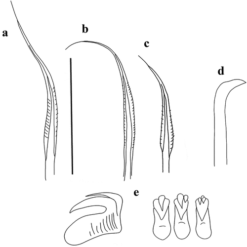 Figure 5. Myxicola sp. 2. (a) 1st setiger thoracic chaeta; (b) 4th setiger thoracic chaeta; (c) 24th abdominal chaeta; (d) 4th thoracic uncinus; (e) 24th abdominal uncini, lateral and front view. Scale bar: 0.05 mm.