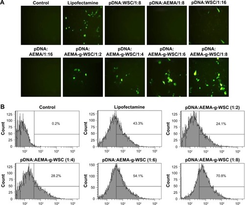 Figure 5 Gene-transfection efficiencies in HCT116 cells. (A) Visualization of GFP-expressing cells under a fluorescence microscope. (B) Cellular-uptake efficiency of pDNA complexed with the FNR-675-labeled AEMA-g-WSC copolymer.Abbreviations: AEMA-g-WSC, 2-aminoethyl methacrylate-grafted water-soluble chitosan; GFP, green fluorescent protein.