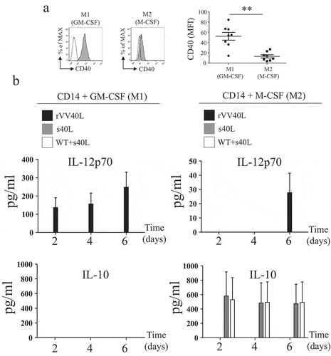 Figure 4. rVV40L infection modulates functional profiles of M1-/M2-like CD14-derived macrophages.(a) Expression of CD40 on surfaces of CD14+ cell-derived M1- or M2-like macrophages was evaluated by flow cytometry. The left panel shows data from one representative experiment, whereas cumulative data from eight experiments with cells from different healthy donors are reported on the right panel. (b) Peripheral blood CD14+ monocytes from healthy donors were infected with rVV40L or with VV WT at MOI of 5 or treated with s40L and enhancer alone or following VV WT infection (WT + s40L). Cells were then cultured in the presence of GM-CSF or M-CSF. Culture supernatants were collected at the indicated time points, and cytokine release was assessed by ELISA. Data refer to cumulative results from eight (a) or four (b) independent experiments. **P < 0.01: Mann–Whitney nonparametric test.