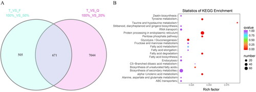 Figure 2. Enrichment analysis results of (A) differentially transcribed genes displayed as a Venn diagram representing the intersection of DEGs between the T and F treatments (T_VS_F) and the T and Q treatments (T_VS_Q); and (B) statistical analysis of differential gene expression using KEGG enrichment.