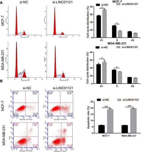 Figure 3 LINC01121 down-regulation significantly suppressed cell cycle progression and promoted apoptosis in MCF-7 and MDA-MB-231 cells. (A and B) Cell cycle progression and apoptosis in MCF-7 and MDA-MB-231 cells were assessed using flow cytometry after transfected si-LINC01121 at 48 h (*P<0.05, ***p < 0.001).