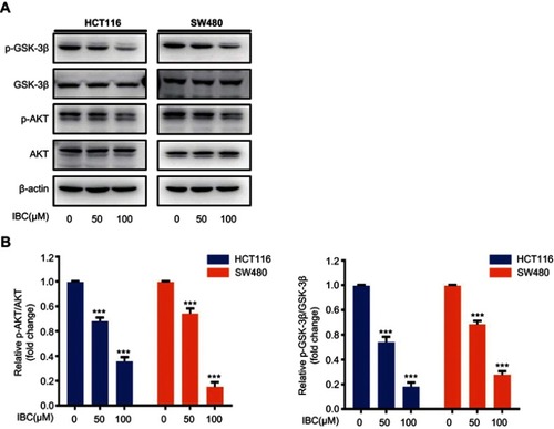 Figure 5 IBC inhibited activation of AKT/GSK-3β signaling. (A) Cells were treated with increasing concentrations of IBC for 24 hrs. Cell lysates were prepared, and the expression of total and phosphorylated forms of GSK-3β and AKT was analyzed by western blotting. β-actin was used as a loading control. (B) Histogram showing the relative protein expression levels. The bands corresponding to each protein were quantified and normalized relative to band intensities for the control group. Data are represented as means ± SD. ***p<0.001 vs control group.