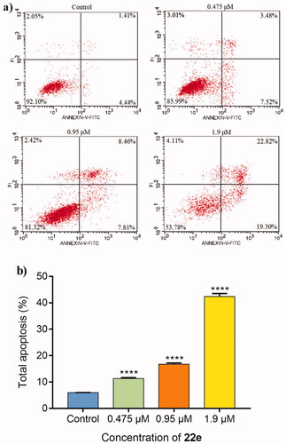Figure 3. MDA-MB-231 cells were incubated with 22e (0, 0.475, 0.95 and 1.9 μM). (a) Cells were stained with annexin V-FITC/PI and analysed by flow cytometry. (b) Histograms displayed the cell distribution percentage. Data are represented as mean ± SD of three independent experiments. ****p < 0.0001 versus control group.