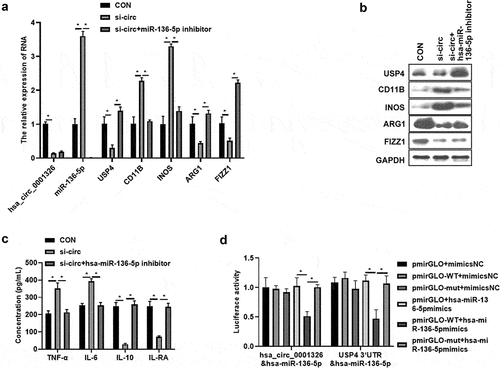 Figure 5. Has_ circ_ 0001326 regulates macrophages polarization via has-miR-136-5p/USP4 axis in THP-1 induced macrophages. (a) qRT-PCR was used to detect the expression of hsa-miR-136-5p, USP4, CD11B, INOS, ARG1, and FIZZ1 in CON (cotransfected si-NC and inhibitor NC), si-circ (cotransfected si-circ-3 and inhibitor NC), and si-circ+hsa-miR-136-5p inhibitor group. (b) Western blot assay was used to determine the expression of USP4, CD11B, INOS, ARG1, and FIZZ1 in CON, si-circ, and si-circ+hsa-miR-136-5p inhibitor group. (c) ELISA was used to evaluate the secretion of TNF-α, IL-6, IL-10 and IL-RA in CON, si-circ, and si-circ+hsa-miR-136-5p inhibitor group. (d) Dual luciferase reporter assay was used to further confirm the relationship between hsa_ circ_ 0001326 and hsa-miR-136-5p, the relationship between hsa-miR-136-5p and USP4; * indicates the p value less than 0.05.