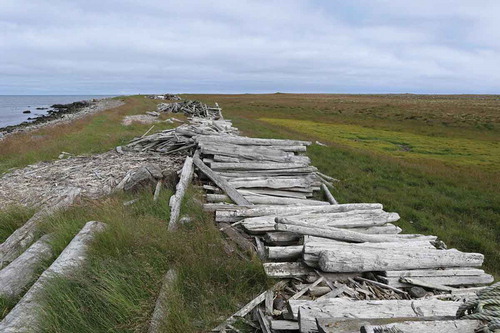 Figure 6. Stacks of driftwood and sawing debris, Melrakkaslétta, Iceland. Copyright: Þóra Pétursdóttir.