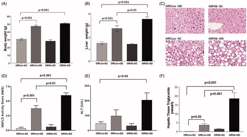 Figure 1. Phenotypical, histological and biochemical evidences of NAFLD phenotype in offspring at 6 months: (A) body weight, (B) liver weight, (C) H&E stains of representative liver sections, (D) NAFLD activity score, (E) plasma ALT concentrations and (F) hepatic triglyceride content. n = 5 per experimental group; values shown as mean ± SEM; OffCon-SC: offspring of lean weaned onto standard chow diet; OffCon-OD: offspring of lean weaned onto obesogenic diet; OffOb-SC: offspring of obese weaned onto standard chow diet; OffOb-OD: offspring of obese weaned onto obesogenic diet; one way ANOVA with Tukey’s post-hoc test for the main comparisons (OffCon-SC versus OffCon-OD; OffCon-SC versus OffOb-OD; OffCon-OD versus OffOb-OD).